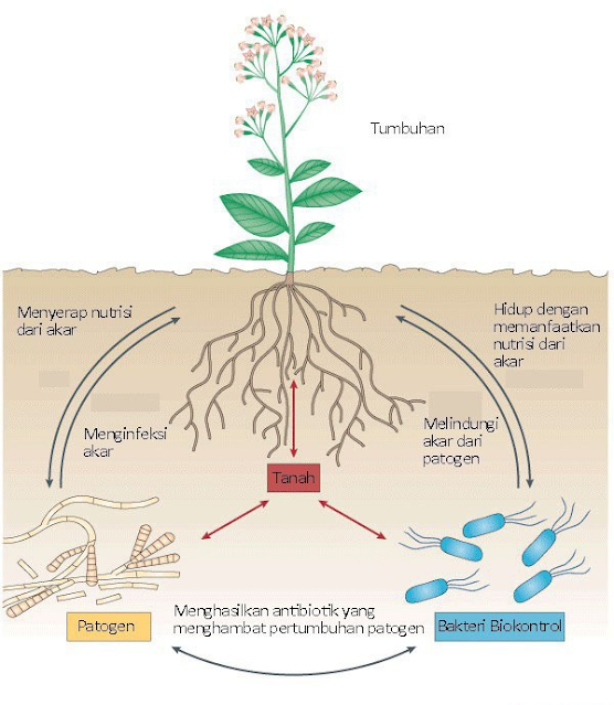 Gambar   Bakteri sebagai agen biokontrol tanaman terhadap patogen yang merusak tanaman. (Sumber: Haas & Defago, 2005)