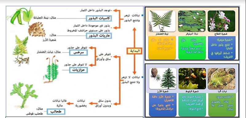 درس تصنيف الكائنات الحية والتوازنات الطبيعية للسنة اولى اعدادي تخصص علوم الحياة والارض SVT 1AC