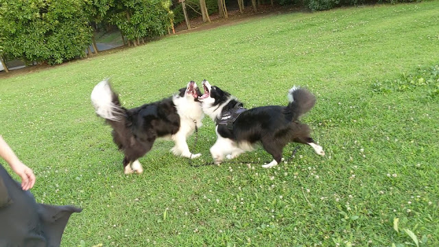 保護犬 ボーダーコリー トーマ