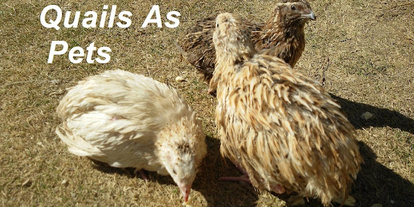 Can you keep quails as pets?