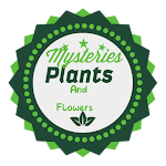 Plants mysteries 