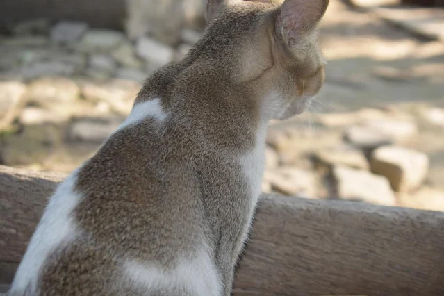 Beautiful female cat