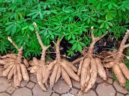 Why Nigeria could earn N1.2 trillion annually by exporting cassava: Expert