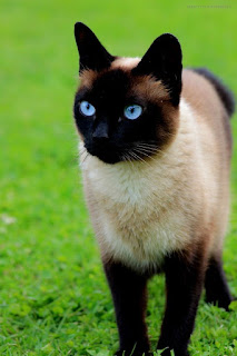 El Gato Siamés, el gato originario de Tailandia
