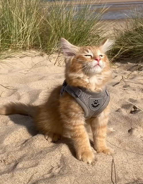 Can Norwegian Forest Cats go outside? Yes, on a leash and supervised (video)!
