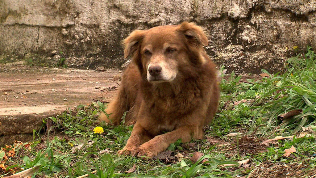 Morre cão que vivia no cemitério há mais de 10 anos após o enterro da dona