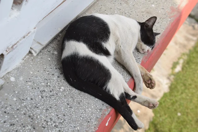 Cute Tuxedo cat