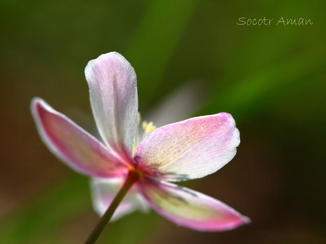 Anemone flaccida