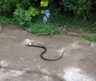 Renungan Ular Yang Terjebak Dalam Botol