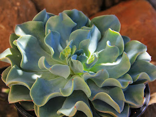 Echeveria 'Galaxy Blue'