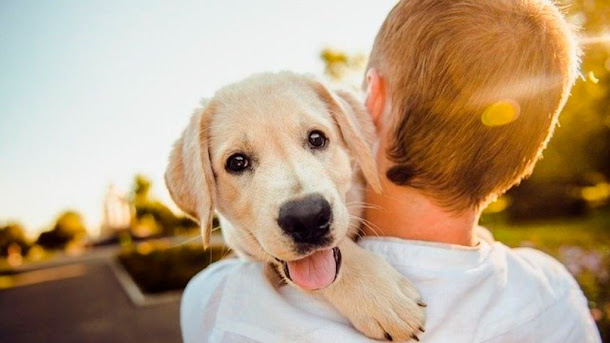  Los perros no mueren, duermen para siempre junto a tu corazón