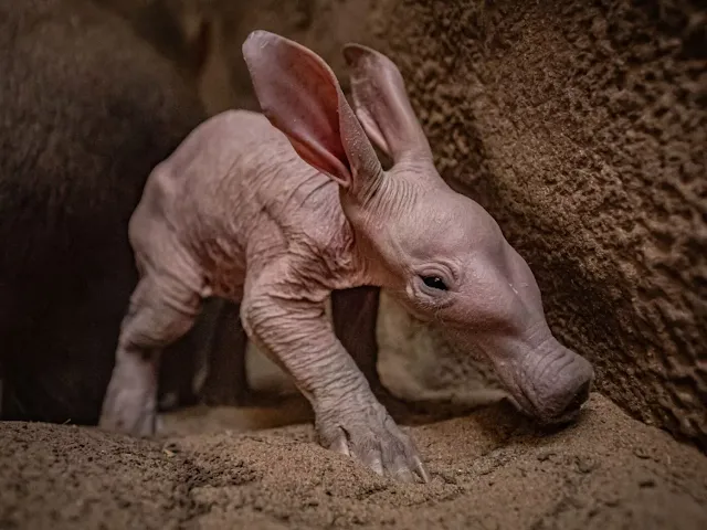 This Baby Aardvark Named After a Harry Potter Character is the First to be Born at UK Zoo