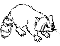 Small raccoon coloring page