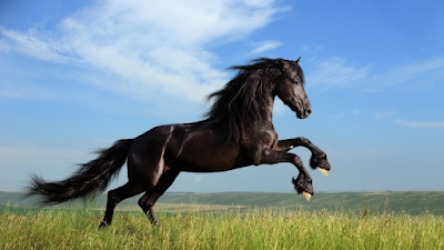 jumping black horse