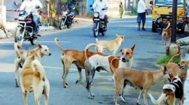  बिहार: चोरांच्या प्लानमध्ये आडवे आले कुत्रे; मंदिरातील दानपेटीची राखण करणाऱ्या सात कुत्र्यांची हत्या