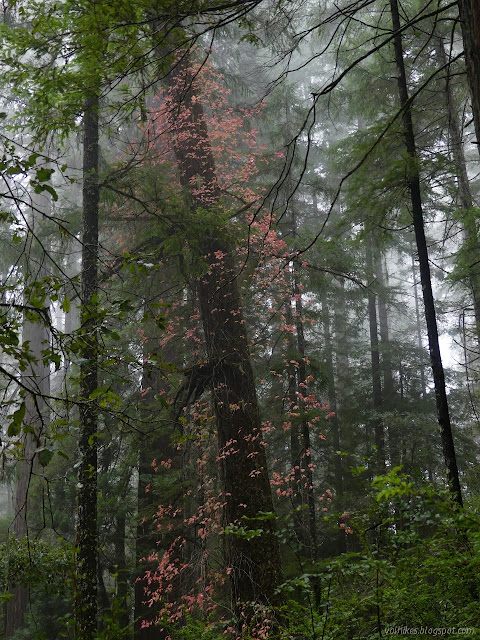 9: leaves of red fluttering in the air