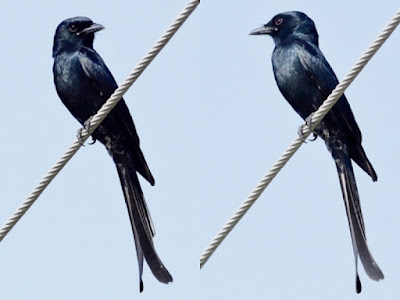 Black Drongo