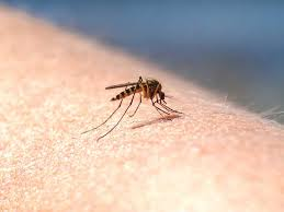 6 Most Effective Ways to Keep Mosquitoes Away