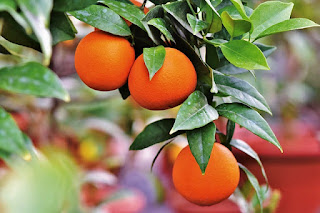 Orange tree: Description, Morphology, Growth, Pest and, much more