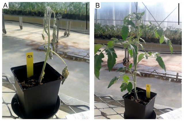 preliminary tests of the curative action of bacteriophage treatment targeting Ralstonia solanacearum