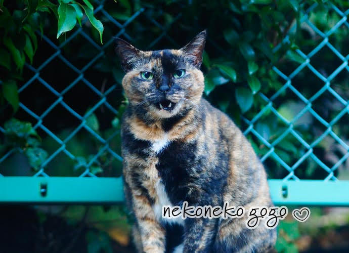 ねこ散歩で会ったサビ猫さん