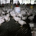 Permohonan subsidi untuk penternak ayam dibuka