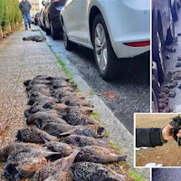 200 burung di Sepanyol tiba-tiba 'terjatuh' dari langit dan mati