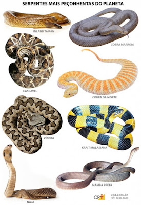 Confira as 10 cobras mais venenosas do mundo