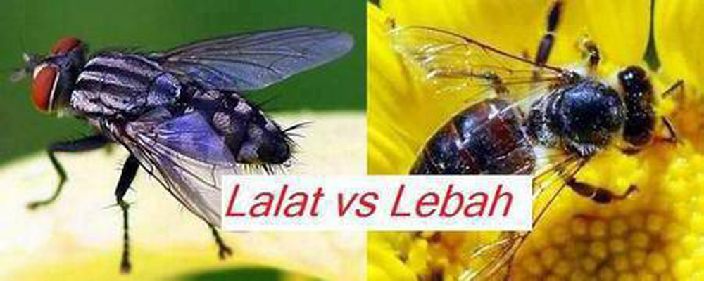 Membuka Tabir Kehidupan Lalat VS Lebah