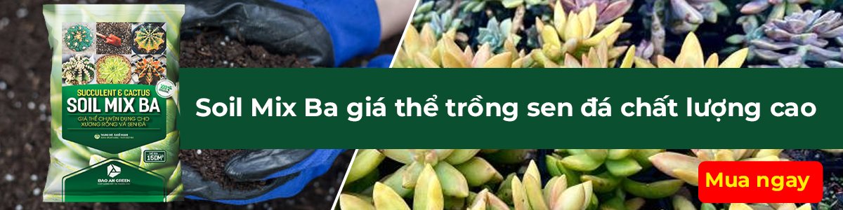 Blog Sen Đá Xứ Nóng