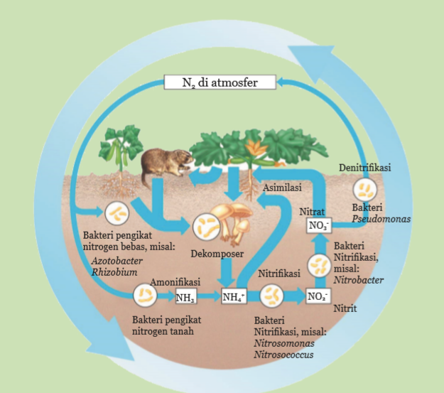 Gambar Siklus Nitrogen