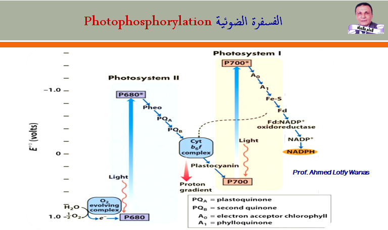 ميكانيكية البناء الضوئى "تفاعل الضوء"