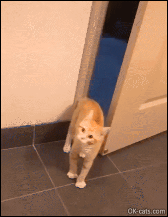 Funny kitten GIF • Shy kitty closes the door like a human because he is scared...[ok-cats.com]