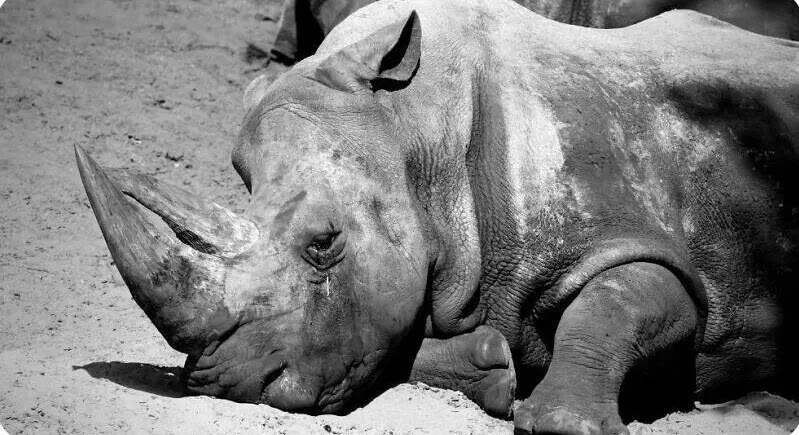 rinoceronte-blanco-extinto
