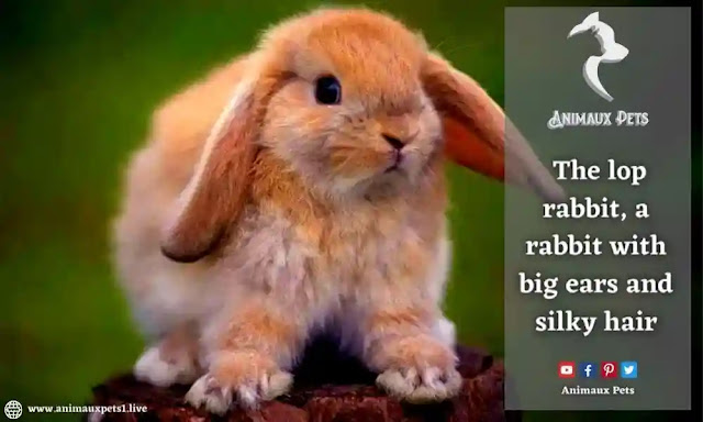 The lop rabbit, a rabbit with big ears and silky hair