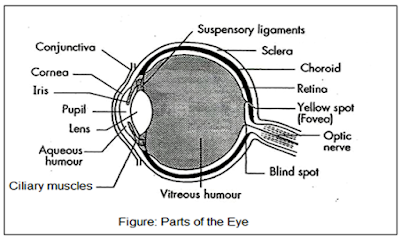 Parts and functions of the eye sense organs form 2 biology Somaliland secondary school students Ombiology4u
