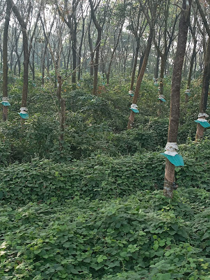 Rubber Plantations on the road route to Kochi.