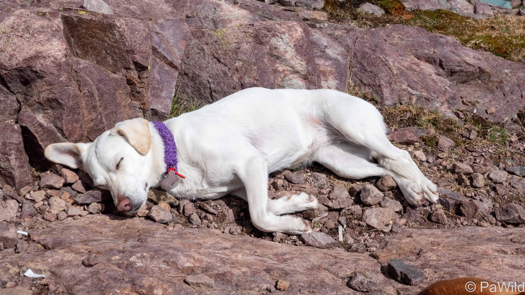 podenco qui dort, chien en randonnée, refuge de Ciottulu di Mori, corse