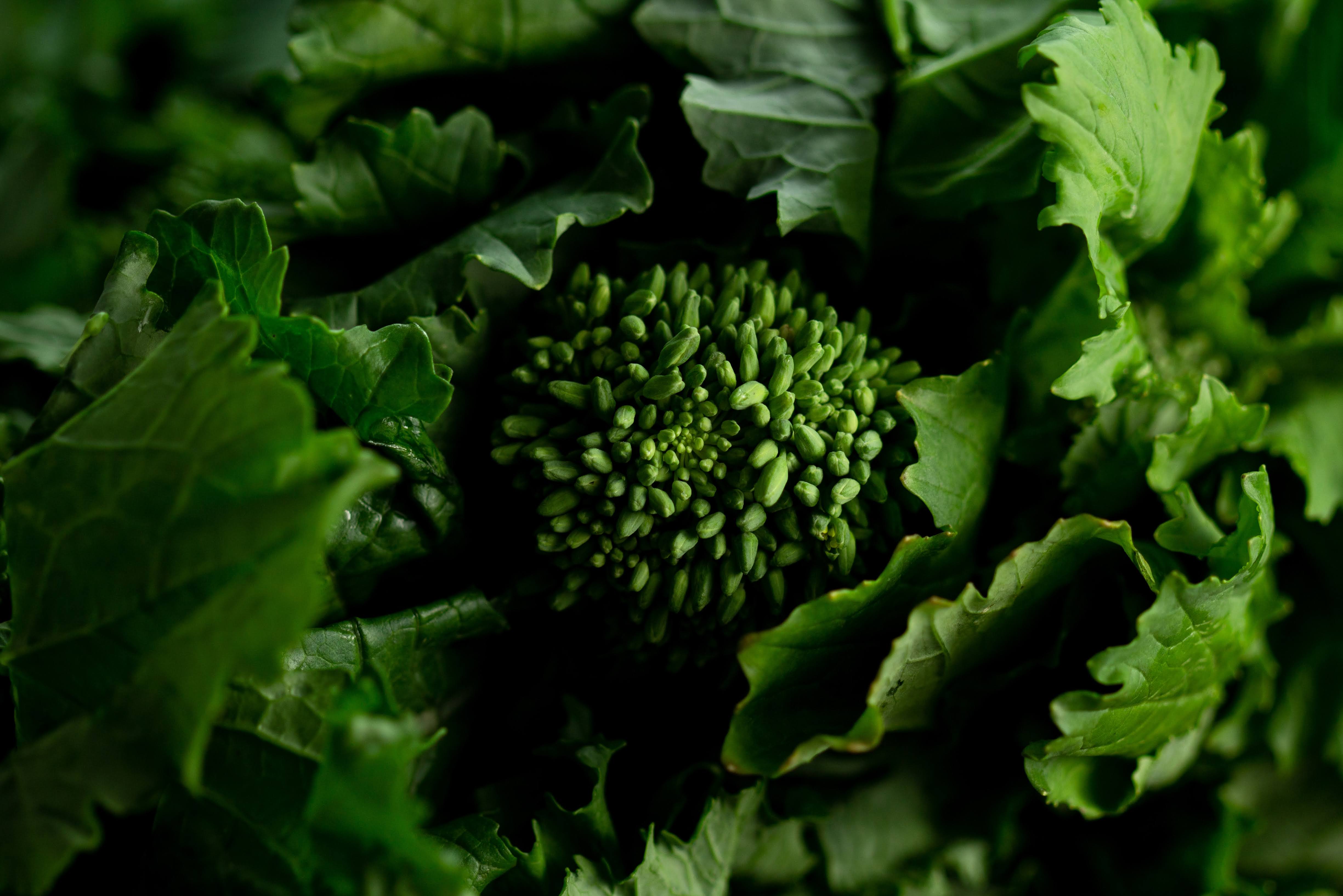 Broccoli Rabe Close-Up | Photo by Christina Rumpf via Unsplash