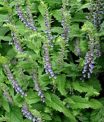 šišiak stranokvetý (Scutellaria lateriflora)