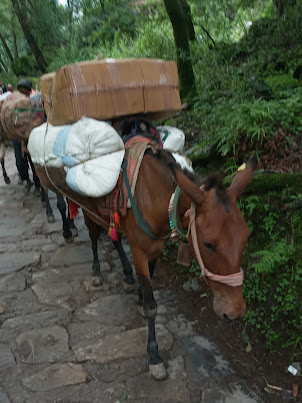 " Mule/ Pony Transport Inc" .