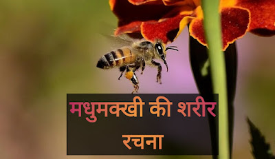 Honey Bee Information In Hindi