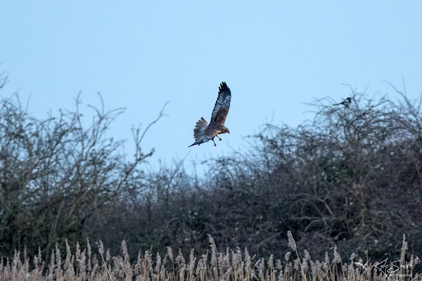 Marsh harrier