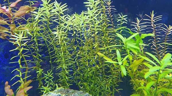 Aquatic Plant Diseases: Early Symptoms, Prevent & Fix