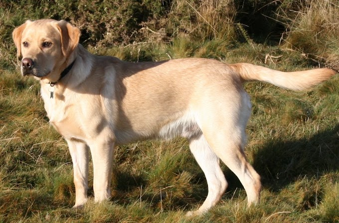 Top 5 Most Interesting Facts About Labradors