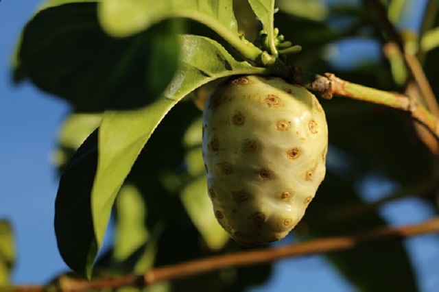 gambar buah mengkudu