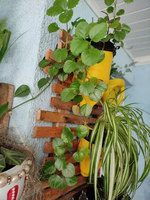 A planta Dólar (Plectranthus nummularius), também muito conhecida em algumas regiões como a Planta do Dinheiro, é uma das melhores plantas para se ter em vasos suspensos, seus galhos caem para fora do vaso e sua bela folhagem se destaca dando vida a qualquer ambiente.