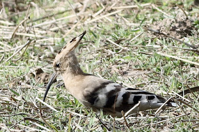 Eurasian Hoopoe