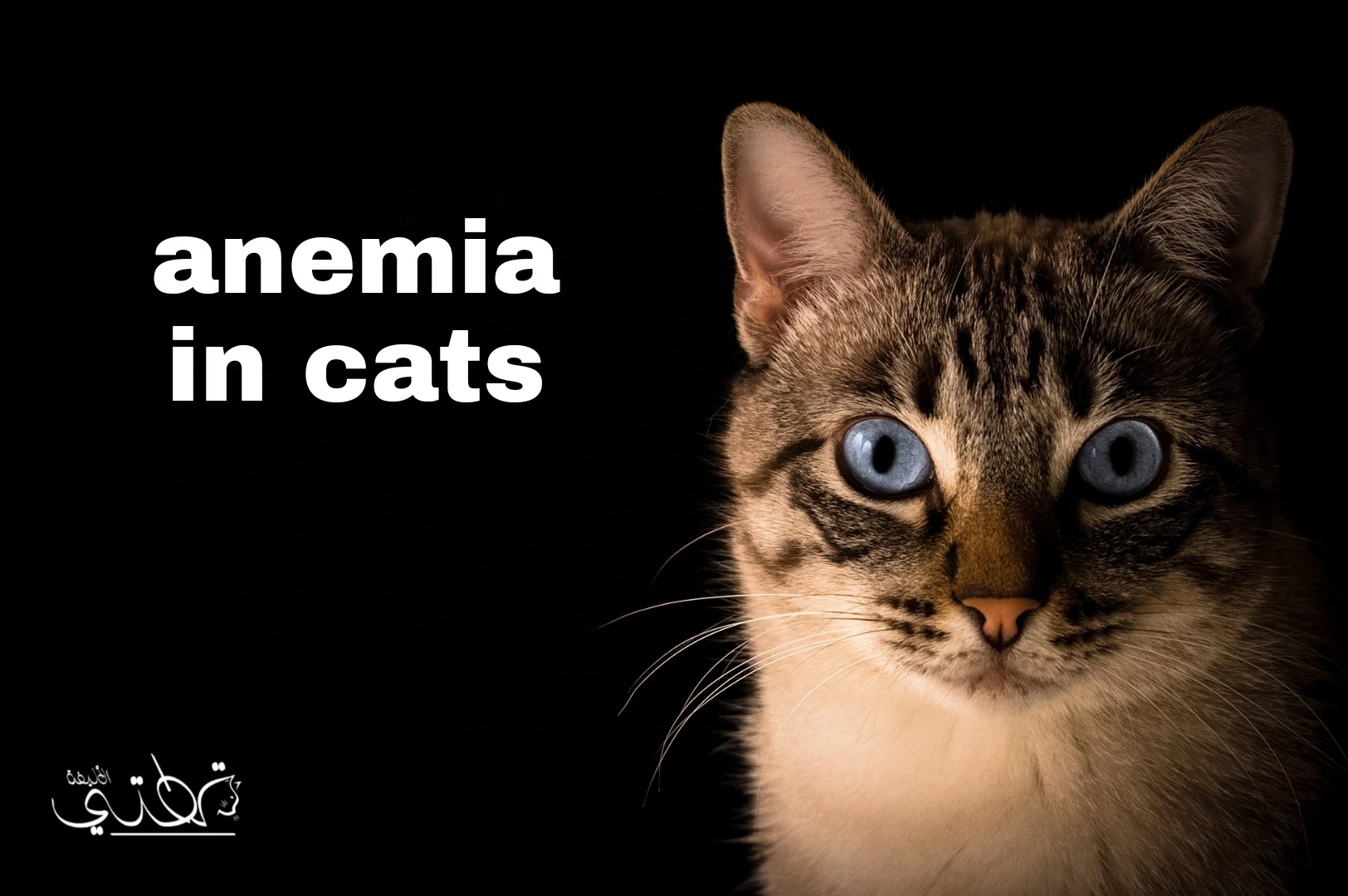 أنواع وأسباب فقر الدم في القطط وكيفية منعه والوقاية منه