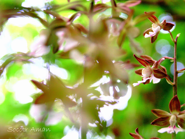 Calanthe discolor